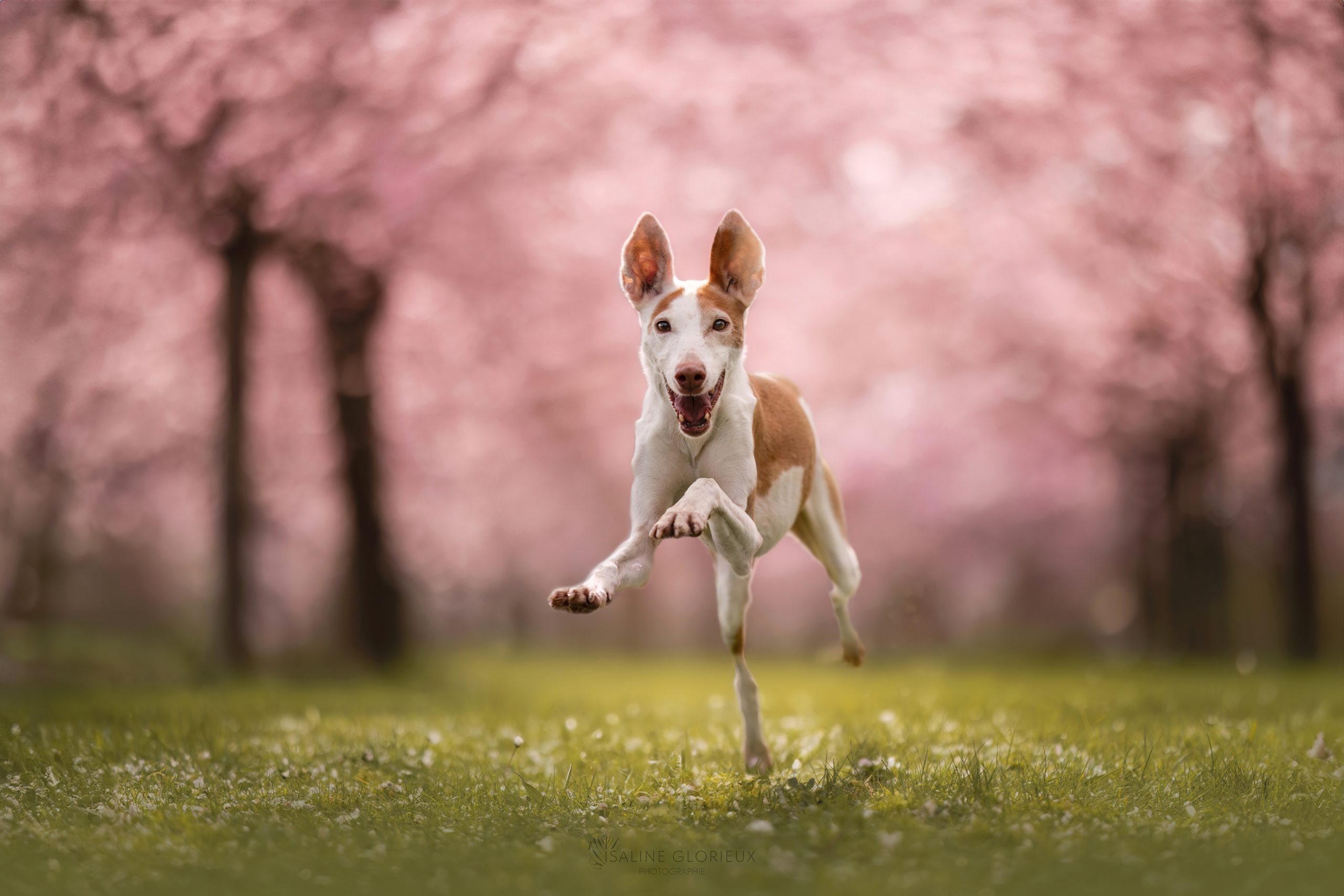 16032024-147A7720-Canelle-HD