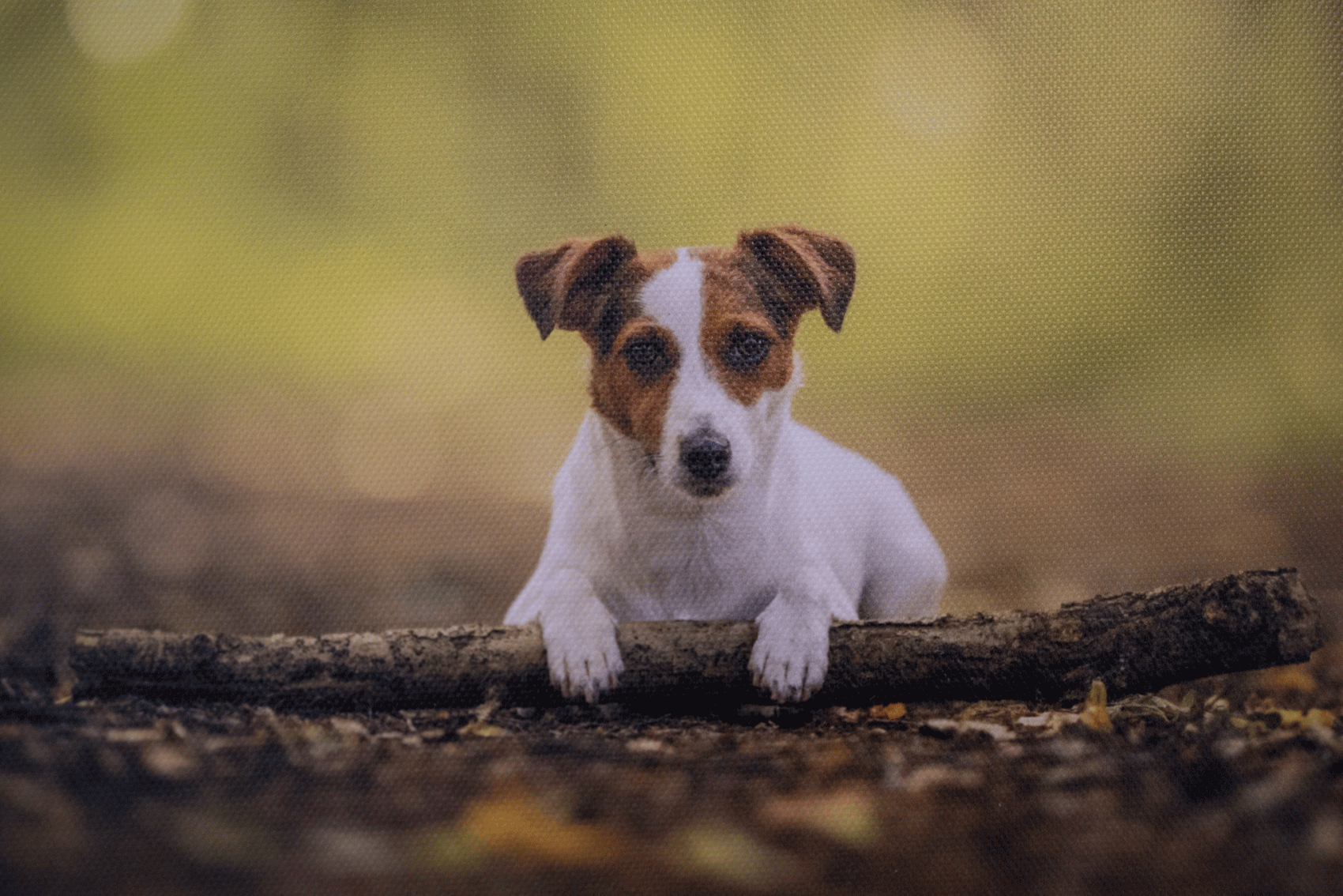 impression toile chien foret jack Russell